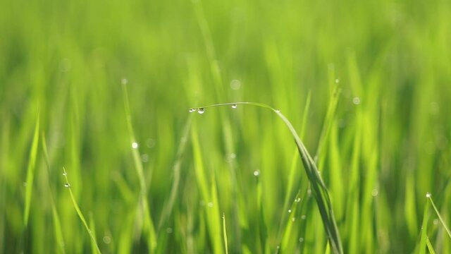 green grass with dew drops