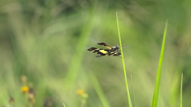 dragonfly on grass