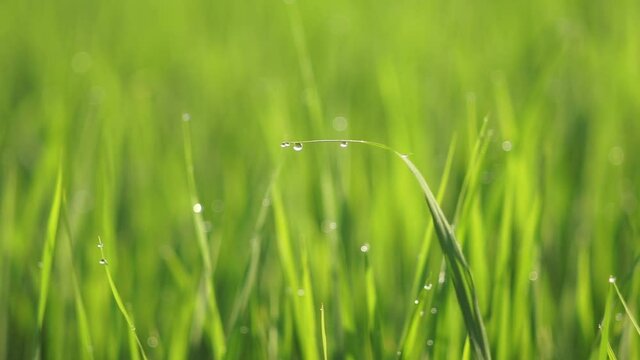 green grass with dew