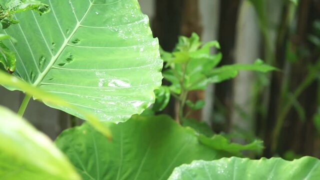 green plant in the garden