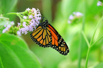 butterfly on a flower