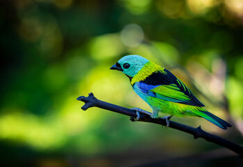 Green-headed Tanager