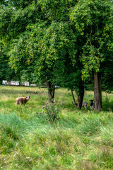 Naklejka na ściany i meble White and black sheep in a pasture with tall, lush grass