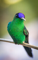 Violet-capped Woodnymph
