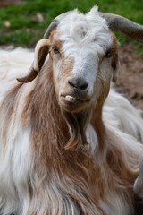 close up of a brown and white goat