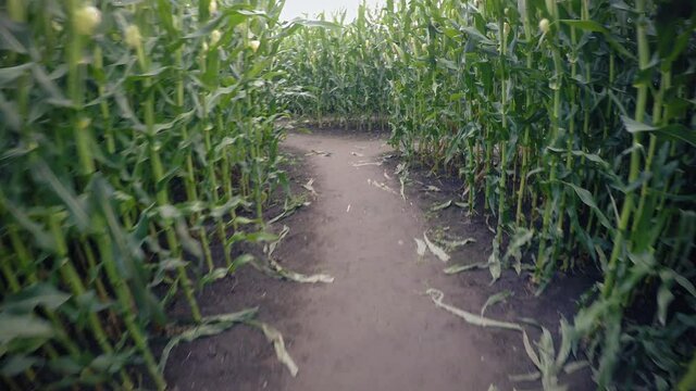 Corn Maze POV Walking Around Lost
