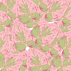 pink and green caladium tropical leaves  watercolor digital paint background