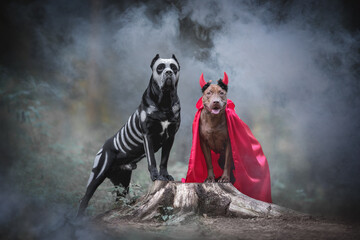 Obraz premium Male cane corso italiano dog in skeleton make-up and female pitbull terrier in a red cloak and devil horns standing on a wooden stump among the thick blue fog in a fairy forest. Halloween party