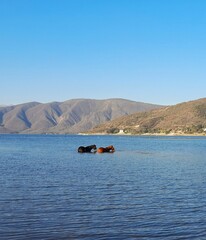 horses in the lake