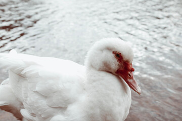 white duck in the water