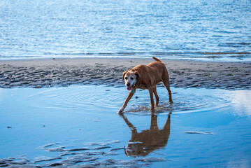 Dogs Playing at the Beach