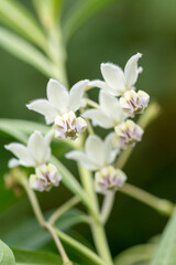 Fototapeta na wymiar 白い可愛い花 