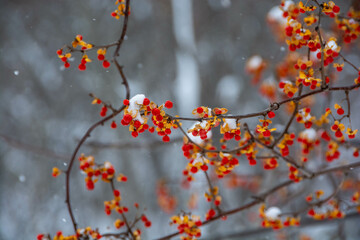 雪が積もった冬の赤い木の実
