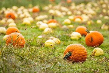 Beautiful fresh pumpkins growing on the field ready for harvest