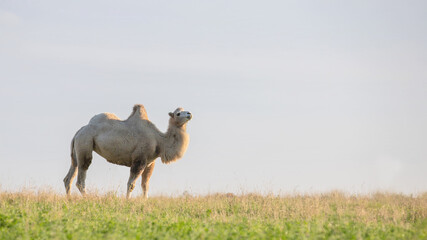 A camel grazes on a green meadow.