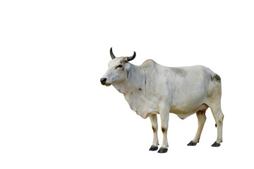 cow on a white background