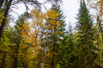 Fall colors in the Canadian forest in the province of Quebec