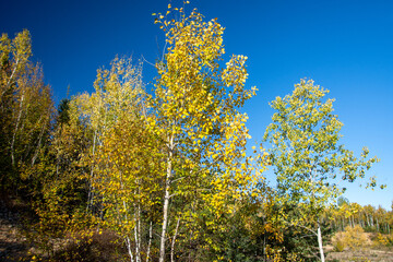 Obraz premium Fall colors in the Canadian countryside in the province of Quebec