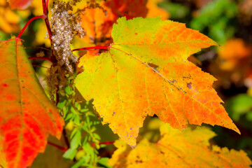 Fall colored leaves in the Canadian forest in October