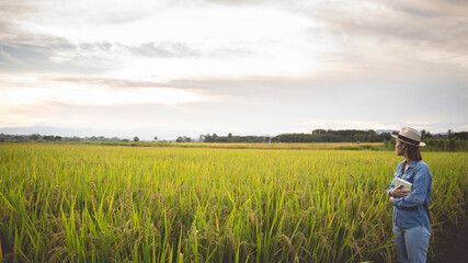 Organic farming concept agricultural technology concept Asian woman farmer holding tablet looking at rice field