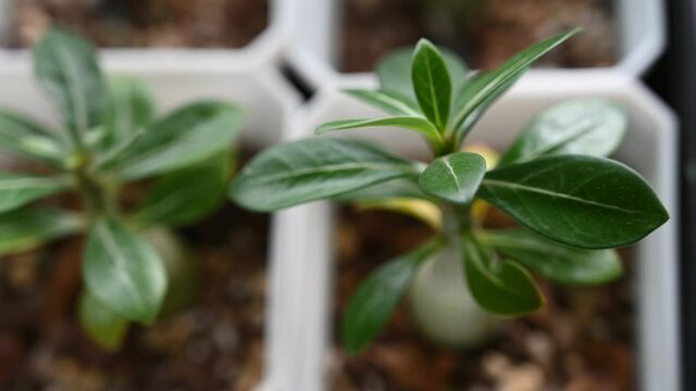 Indoor plants are getting popular as it is able to bring a peaceful ambient.