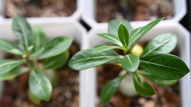 Indoor plants are getting popular as it is able to bring a peaceful ambient.