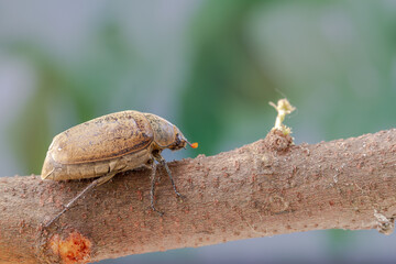 A sugarcane white grub or Phyllopoga Postanceensis crawls on a bilimbi tree branch