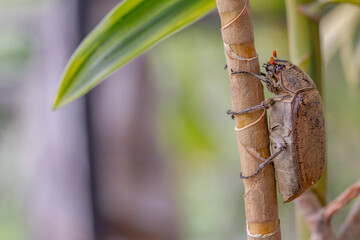 A sugarcane white grub or Phyllopoga Postancessis perches on a dracaena plant