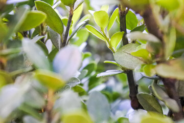 Young shoots in a green shrub / 緑の低木の中の若い芽