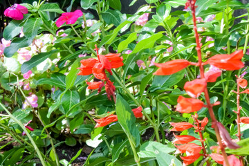 Flower bed with red salvia flowers / 赤いサルビアの花が咲いた花壇