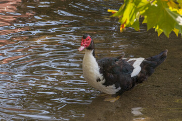 muscovy duck in a shady river in summer cairina moschata