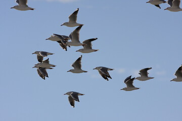 Flock of  seagulls in flight 