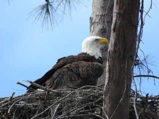 Florida Eagle nest