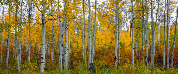 Fall color, Aspen Tree, Autumn Color