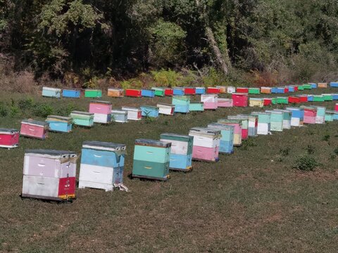 stup bees in a meadow by the tree in sunny autumn day
