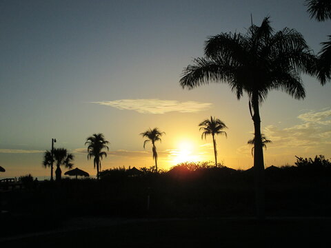 Palm tree sunset FL