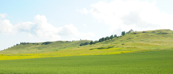 Obraz premium Panoramic view of a large field of blooming rapeseed at the foot of the low hills.