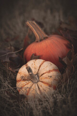Small orange pumpkins in the grass with leaves
