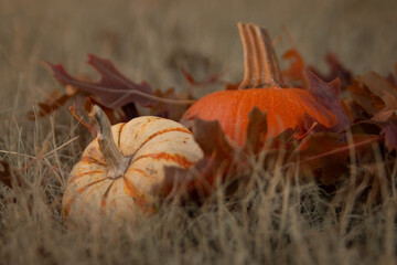 Small orange pumpkins in the grass with leaves