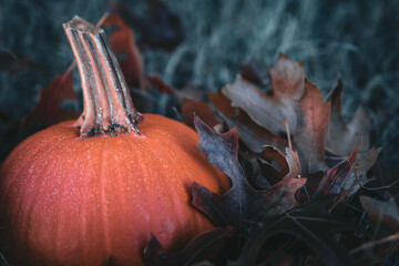 Small orange pumpkins in the grass with leaves