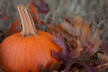 Small orange pumpkins in the grass with leaves