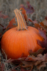Small orange pumpkins in the grass with leaves