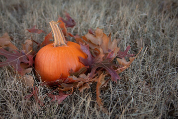 Small orange pumpkins in the grass with leaves