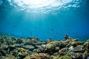 Deurstickers koraalrif met vissen © 智道 秋元