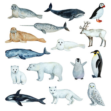 Big set of north animals and birds in cute realistic style isolated on white background. Watercolor illustration.