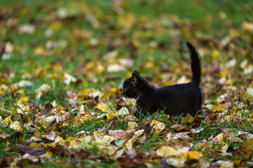 Lonely black kitten with its tail raised walks through a field of green grass covered with yellow leaves. 