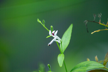 センシンレン（穿心蓮）の花、別名：アンドログラフィス・パニクラータ、サンビロート）、学名：Andrographis paniculata.jpg、インドの薬草 © mimi@TOKYO