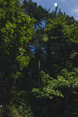 Fototapeta premium Dark forest picture of trees