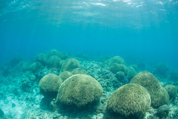Naklejka na ściany i meble coral reef 