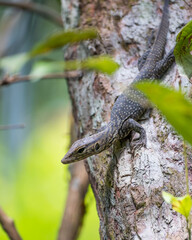 The clouded monitor (Varanus nebulosus) photographed in Singapore Botanic Gardens 